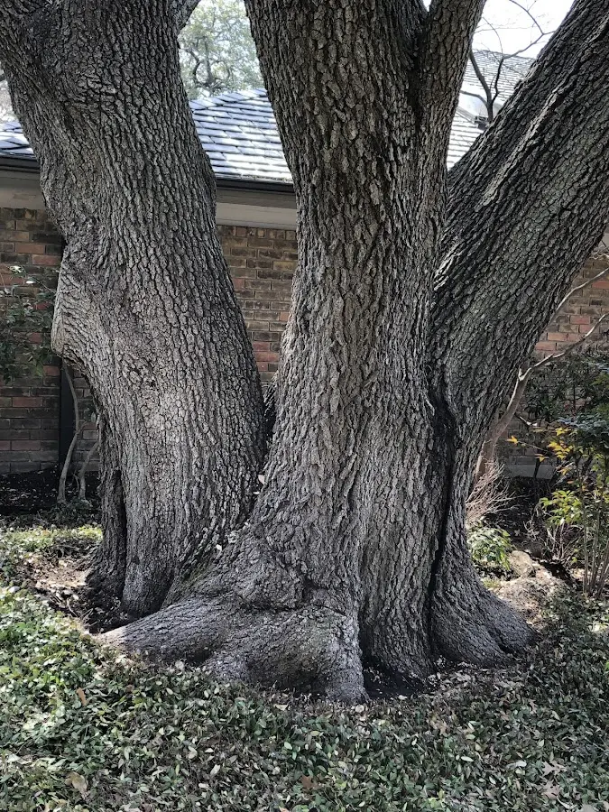 Mature heritage tree close to a Parlier property cared for by certified arborists